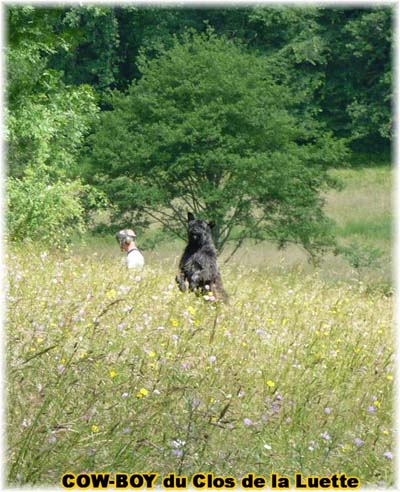 le bouvier des flandres et le cheval - Elevage du CLOS DE LA LUETTE - COPYRIGHT DEPOSE